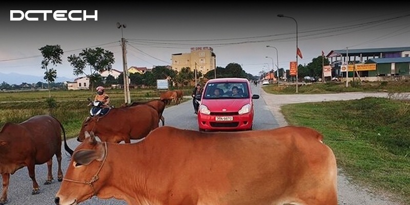 ky-nang-lai-o-to-khi-gap-dong-vat